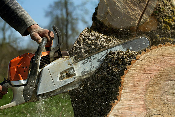 Chamberlain, SD  Tree Services Company